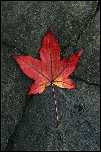 Autumn_leaf_by_sourcow